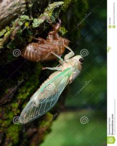 cicada-green-wings-10619605