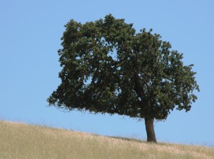 Lone_tree_on_a_summer_hillside