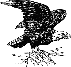 eagle